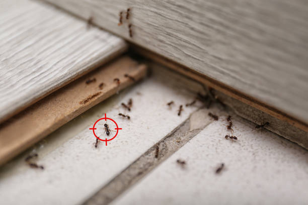 Best Bed Bug Extermination  in Macon, IL