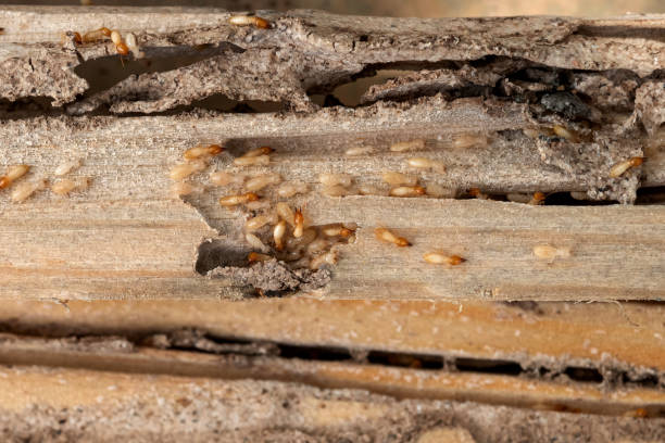 Best Pest Inspection Near Me  in Macon, IL